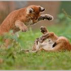 Luchs (Lynx lynx)