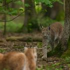 Luchs (Lynx lynx) 4