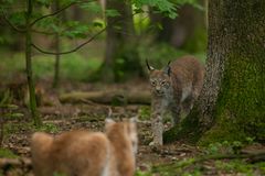 Luchs (Lynx lynx) 4