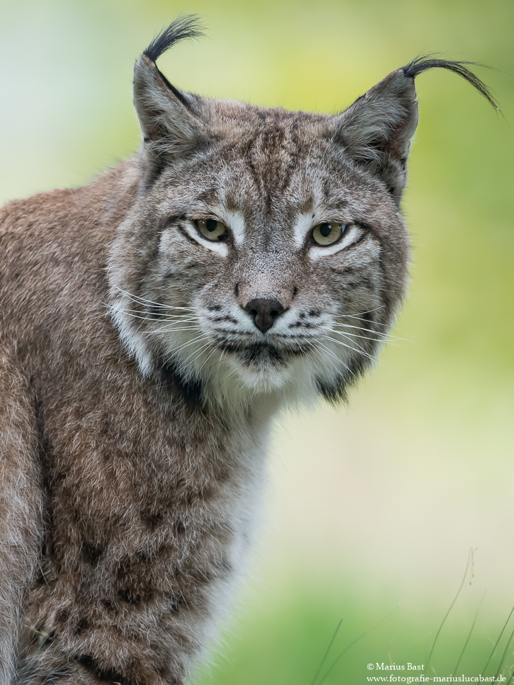 Luchs (Lynx lynx)