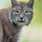 Luchs (Lynx lynx)