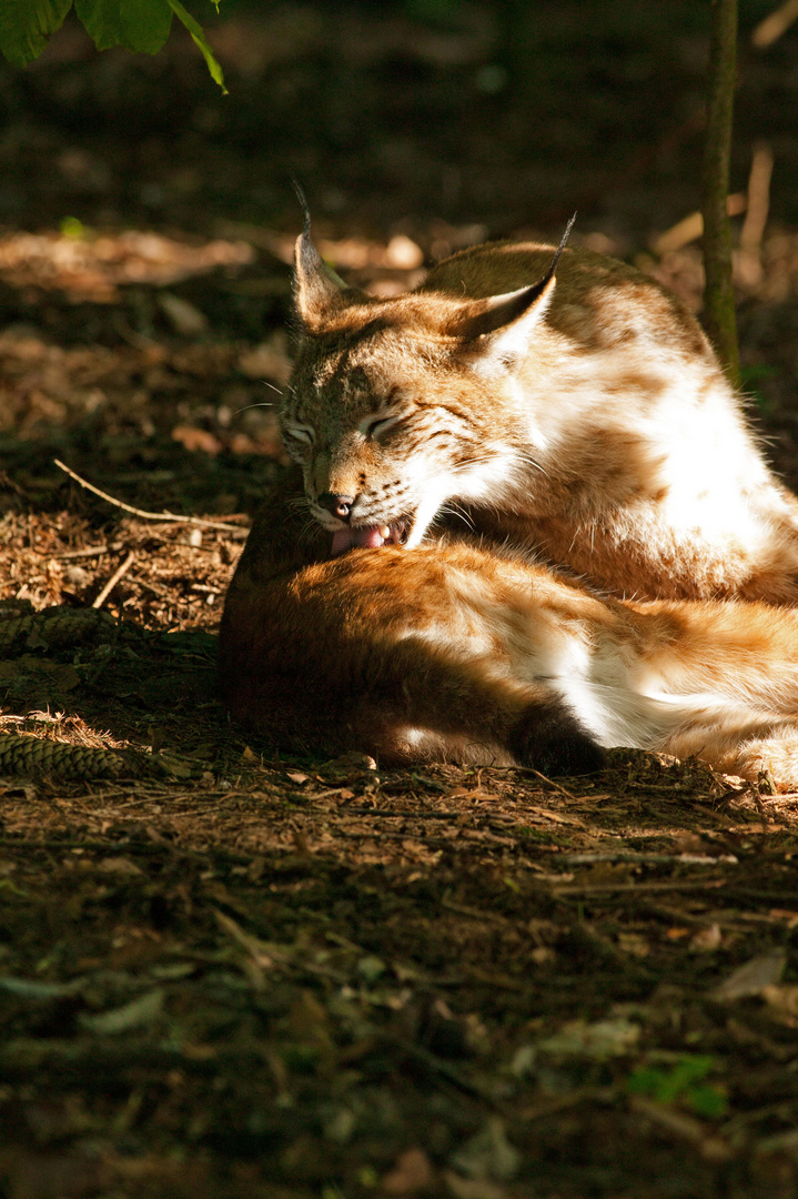 Luchs (Lynx lynx) 5