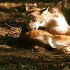 Luchs (Lynx lynx) 5