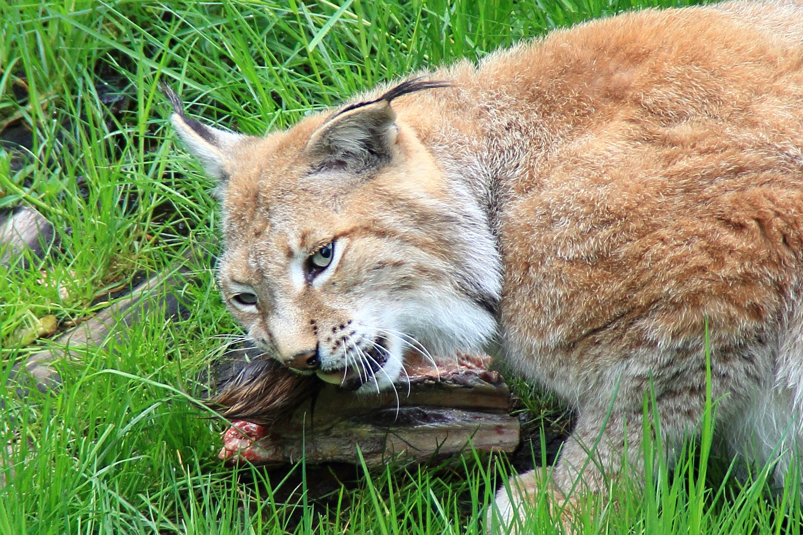 Luchs (lynx lynx)