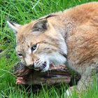 Luchs (lynx lynx)