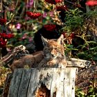 Luchs (Lynx lynx)