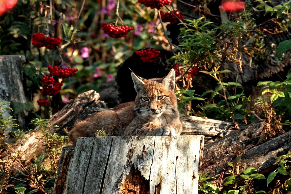 Luchs (Lynx lynx)