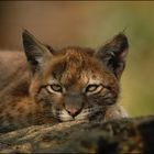 Luchs (Lynx lynx)