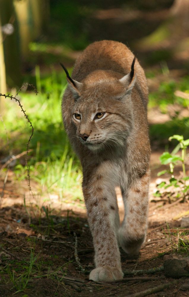 Luchs (Lynx lynx) 6