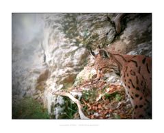 Luchs (Lynx lynx) 