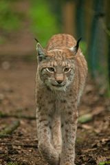 Luchs (Lynx lynx) 7