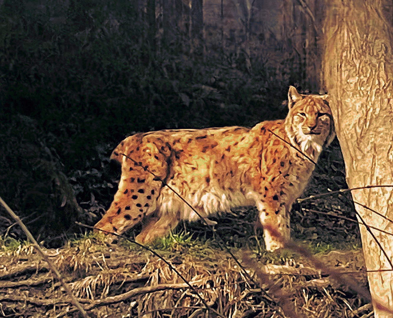 Luchs Lynx lynx