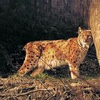 Luchs Lynx lynx