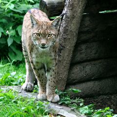 Luchs (Lynx lynx)