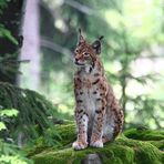 Luchs - Lynx lynx