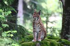 Luchs - Lynx lynx