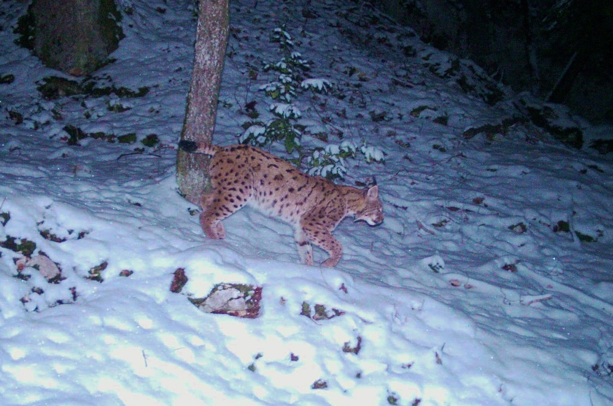 Luchs (Lynx lynx) 