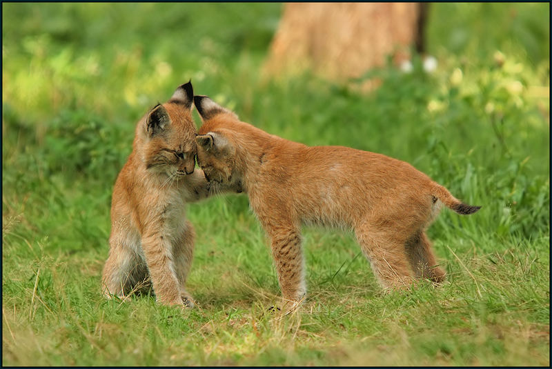 Luchs (Lynx lynx)