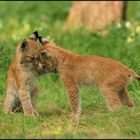 Luchs (Lynx lynx)