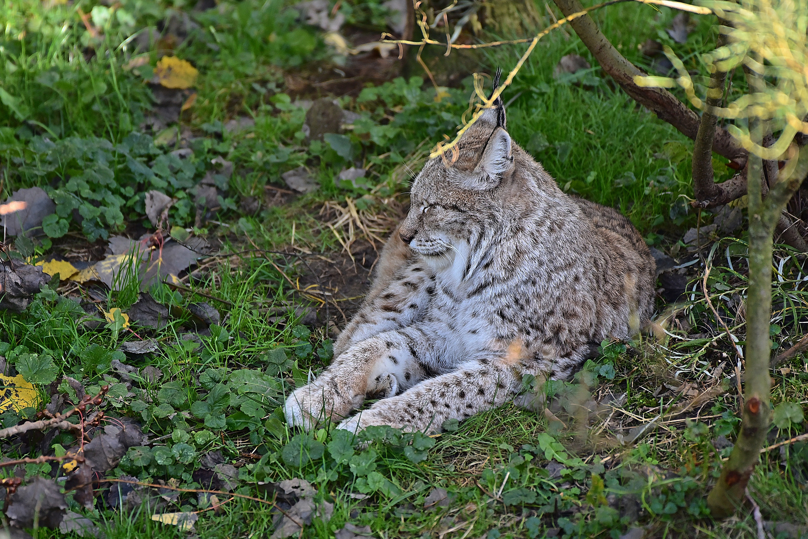 Luchs (Lynx lynx)