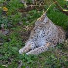 Luchs (Lynx lynx)