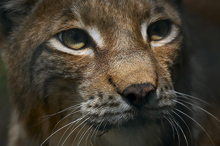 Luchs (Lynx lynx)