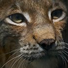 Luchs (Lynx lynx)