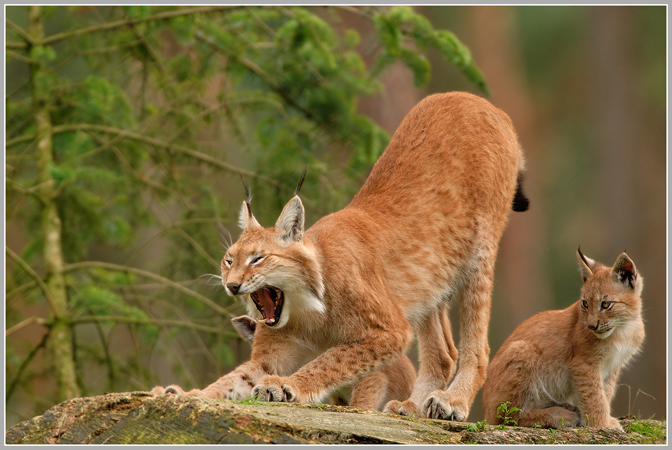 Luchs (Lynx lynx)