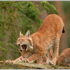 Luchs (Lynx lynx)