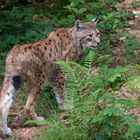 Luchs - Lynx lynx