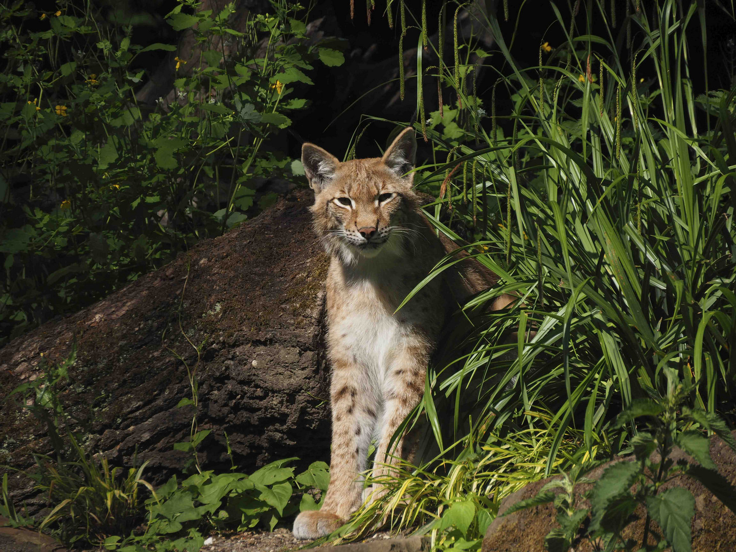 LUCHS (Lynx lynx )