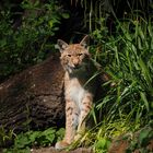 LUCHS (Lynx lynx )