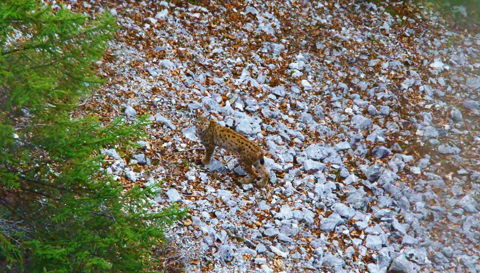 Luchs (Lynx lynx) Jura Suisse.