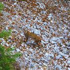 Luchs (Lynx lynx) Jura Suisse.