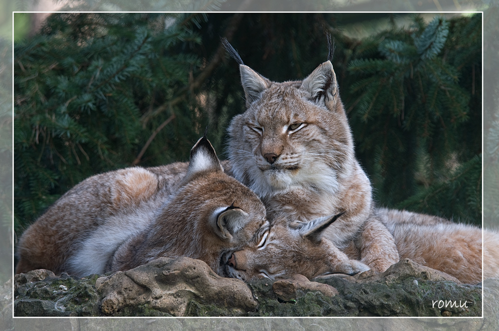 Luchs (Lynx lynx) mit Nachwuchs