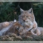Luchs (Lynx lynx) mit Nachwuchs