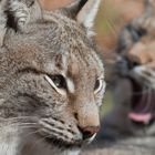 Luchs, Lynx lynx, Raubtier, Beutegreifer,