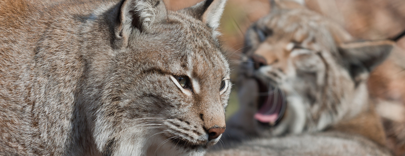 Luchs, Lynx lynx, Raubtier, Beutegreifer,