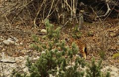 Luchs (Lynx lynx) Schweizer Jura 