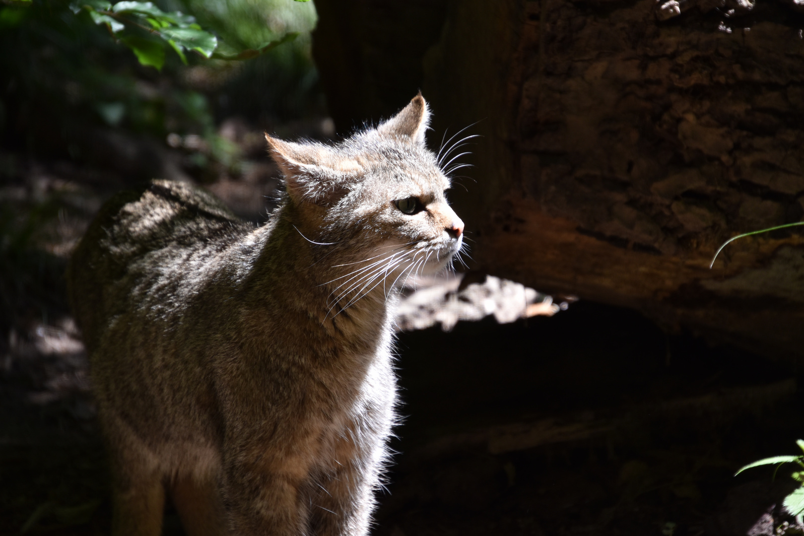 Luchs / Lynx / Wildtierpark / Tamron 18-400