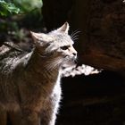 Luchs / Lynx / Wildtierpark / Tamron 18-400