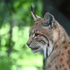 Luchs (Männchen)