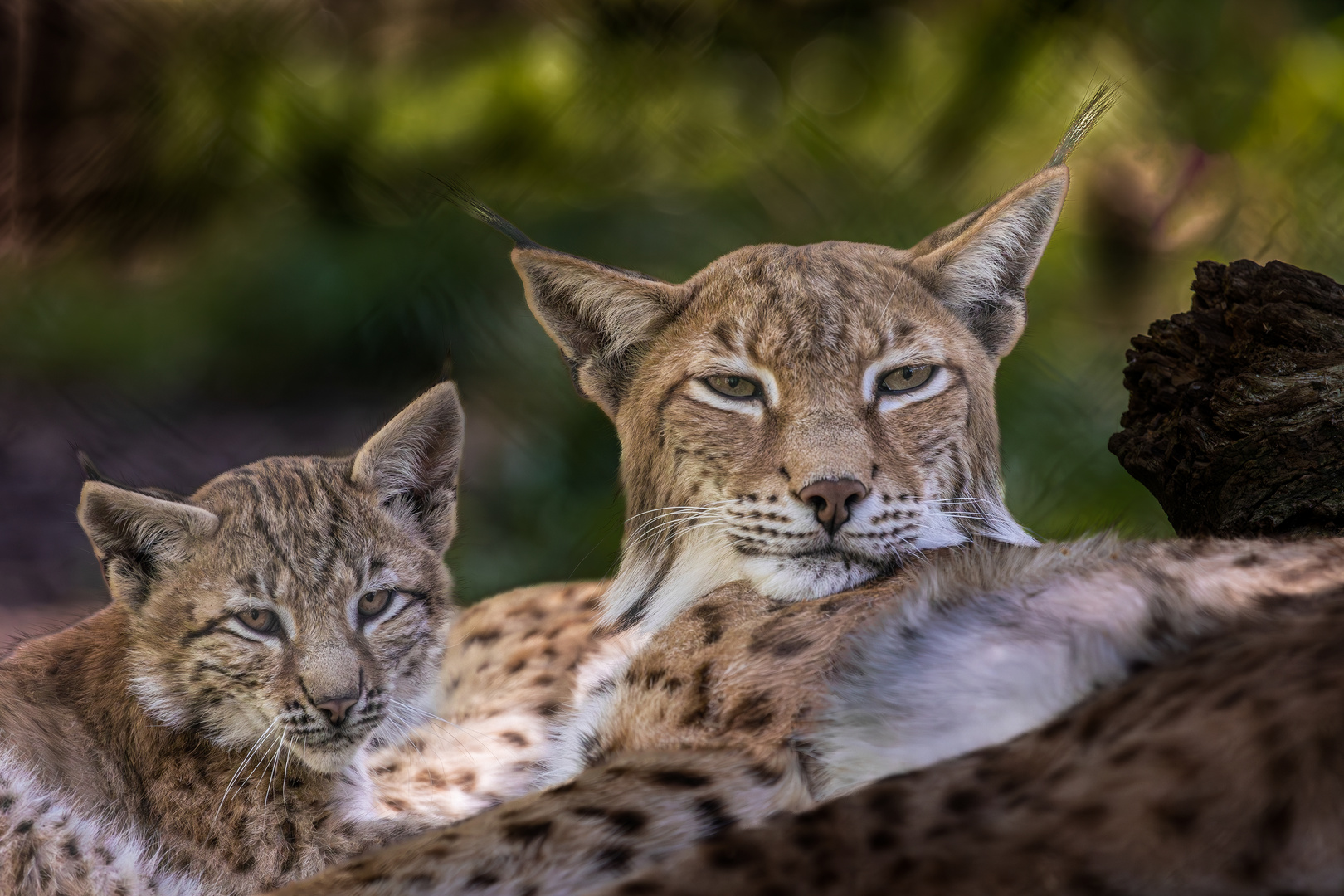 Luchs Mama .....mit einem kleine Luchs 