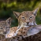 Luchs Mama .....mit einem kleine Luchs 