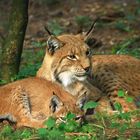 Luchs-Mama mit Kind