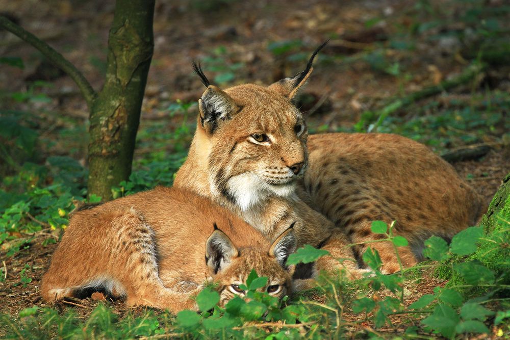 Luchs-Mama mit Kind