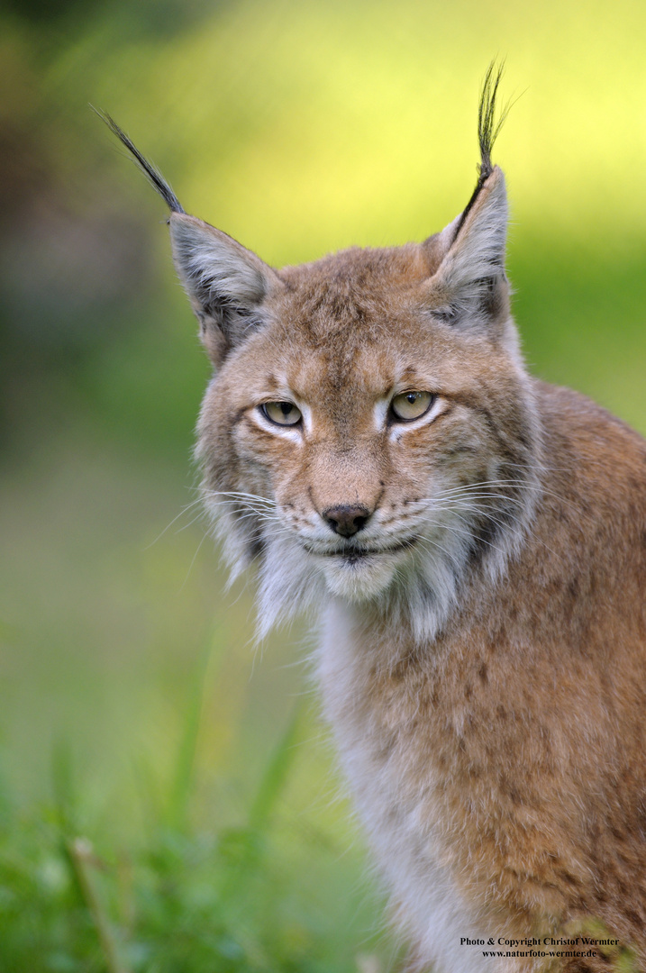 Luchs mit Abendlicht (D c)