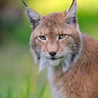 Luchs mit Abendlicht (D c)