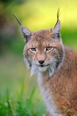 Luchs mit Abendlicht (D c)