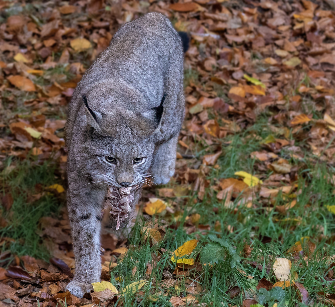 Luchs mit Beute 001